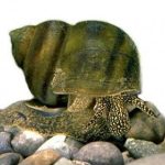 20 db Tavi algaevő csiga - Fiallócsiga - Viviparus - Ingyenes Szállítással