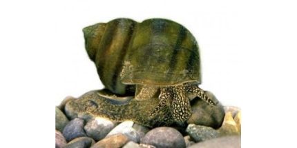 20 db Tavi algaevő csiga - Fiallócsiga - Viviparus - Ingyenes Szállítással