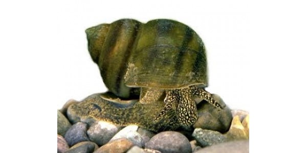 20-db-Tavi-algaevo-csiga 20 db Tavi algaevő csiga - Fiallócsiga - Viviparus - Ingyenes Szállítással