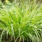 Acorus gramineus Ogon