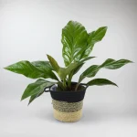 ANTHURIUM JUNGLE BUSH