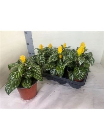 APHELandra SQ DANIA
