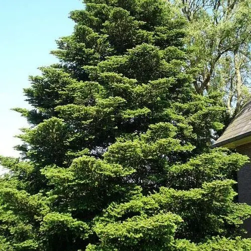 Abies_koreana_-_Koreai_jegenyefenyo Abies koreana - Koreai jegenyefenyő