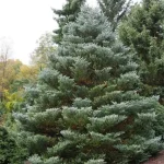 Abies koreana 'Silberlocke'