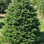 Abies nordmanniana - Kaukázusi jegenyefenyő