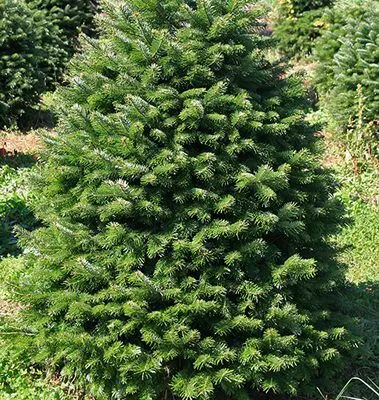 Abies nordmanniana - Kaukázusi jegenyefenyő