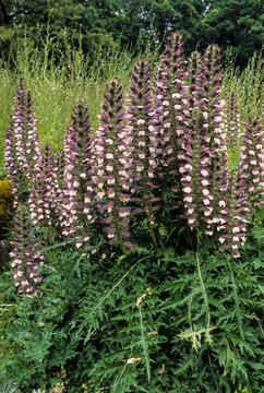Acanthus hungaricus 'White Lips' - Medveköröm