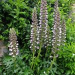 Acanthus mollis - Medveköröm