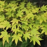 Acer palmatum - Japán juhar