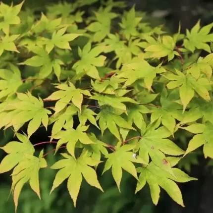 Acer palmatum - Japán juhar