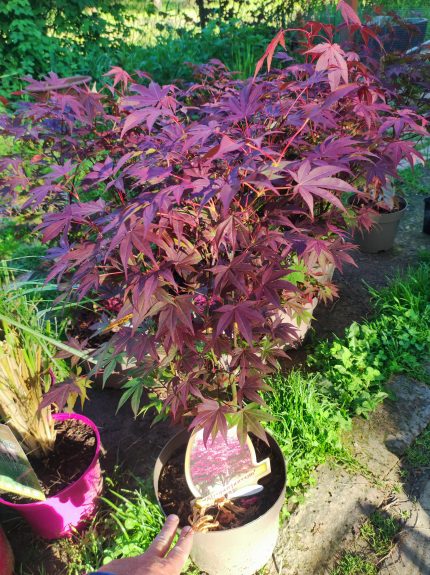 Acer palmatum 'Atropurpureum' - Bíborvörös levelű japán juhar