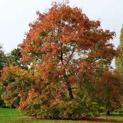 Acer platanoides - Korai juhar