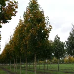 Acer platanoides 'Emerald Queen' (OND) -