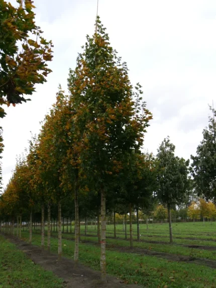 Acer platanoides 'Emerald Queen' (OND) -