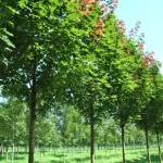 Acer platanoides 'Fairview' (OND) -