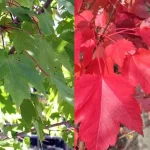 Acer rubrum 'October Glory' -