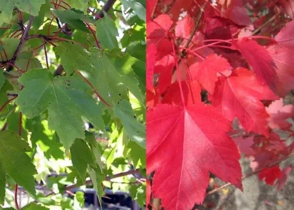 Acer rubrum 'October Glory' -