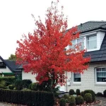 Acer rubrum 'Somerset' -
