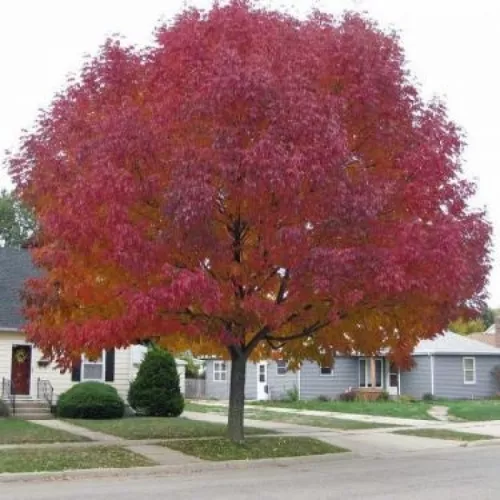 Acer_tataricum_ginnala_-_Tuzvoros_juhar Acer tataricum ginnala - Tűzvörös juhar