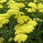 Achillea aegyptiaca var. Taygetea (Egyiptomi cickafark)