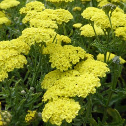 Achillea aegyptiaca var. Taygetea (Egyiptomi cickafark)