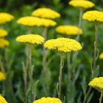 Achillea filipendulina 'Cloth of Cold' (Jószagú cickafark)