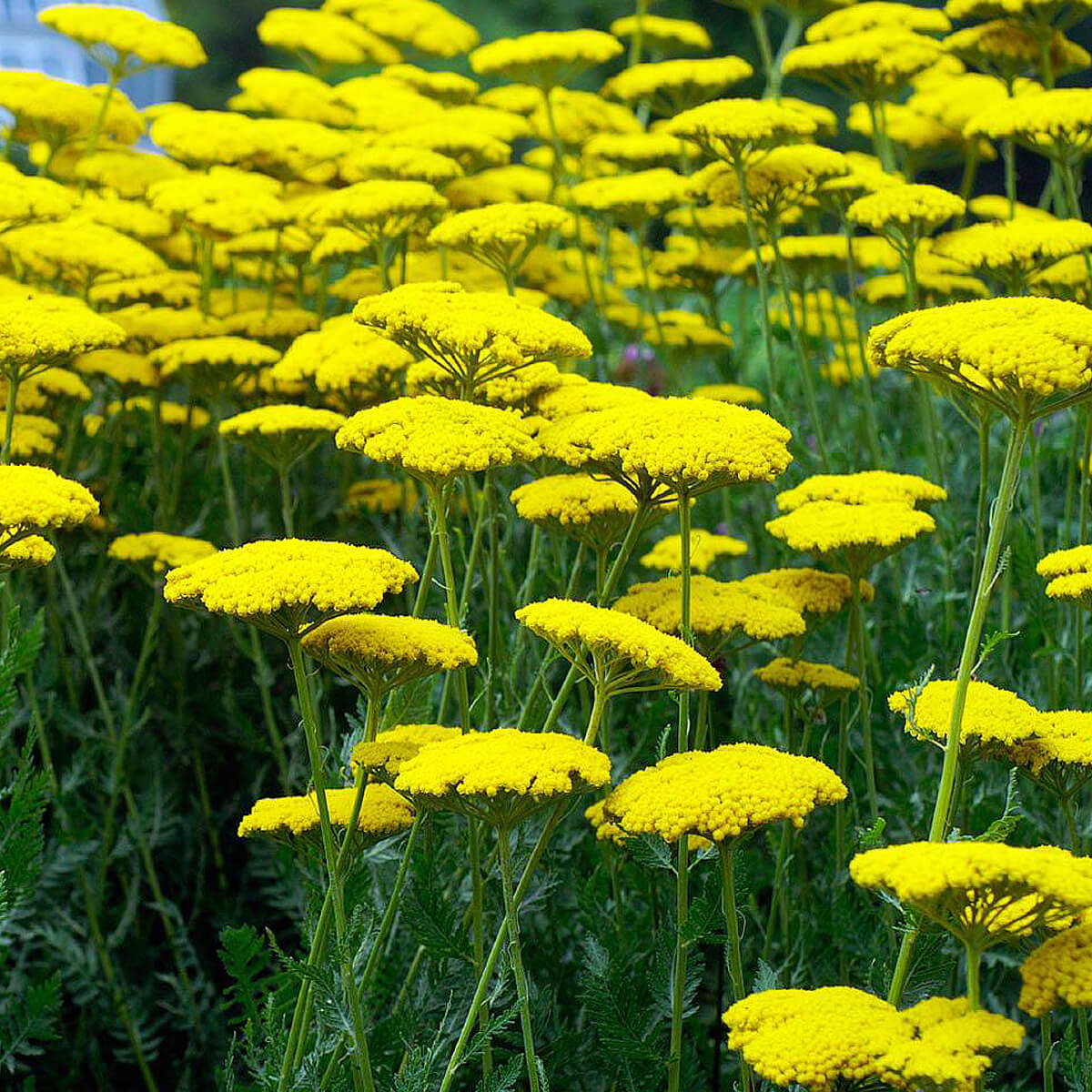 Achillea filipendulina 'Coronation Gold' (Jószagú cickafark)