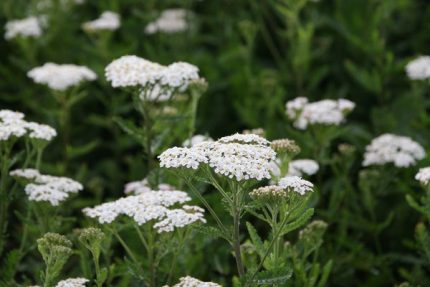 Achillea filipendulina 'Heinrich Vogeler' (Jószagú cickafark)
