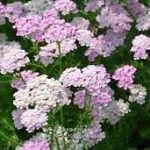 Achillea millefolium 'Appleblossom' (Közönséges cickafark)