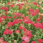 Achillea millefolium 'Belle Epoque' (Közönséges cickafark)