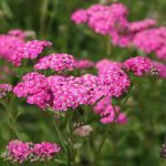 Achillea millefolium 'Cerise Queen' (Közönséges cickafark)