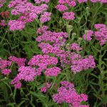 Achillea millefolium 'Dark Lilac Beauty' (Közönséges cickafark)