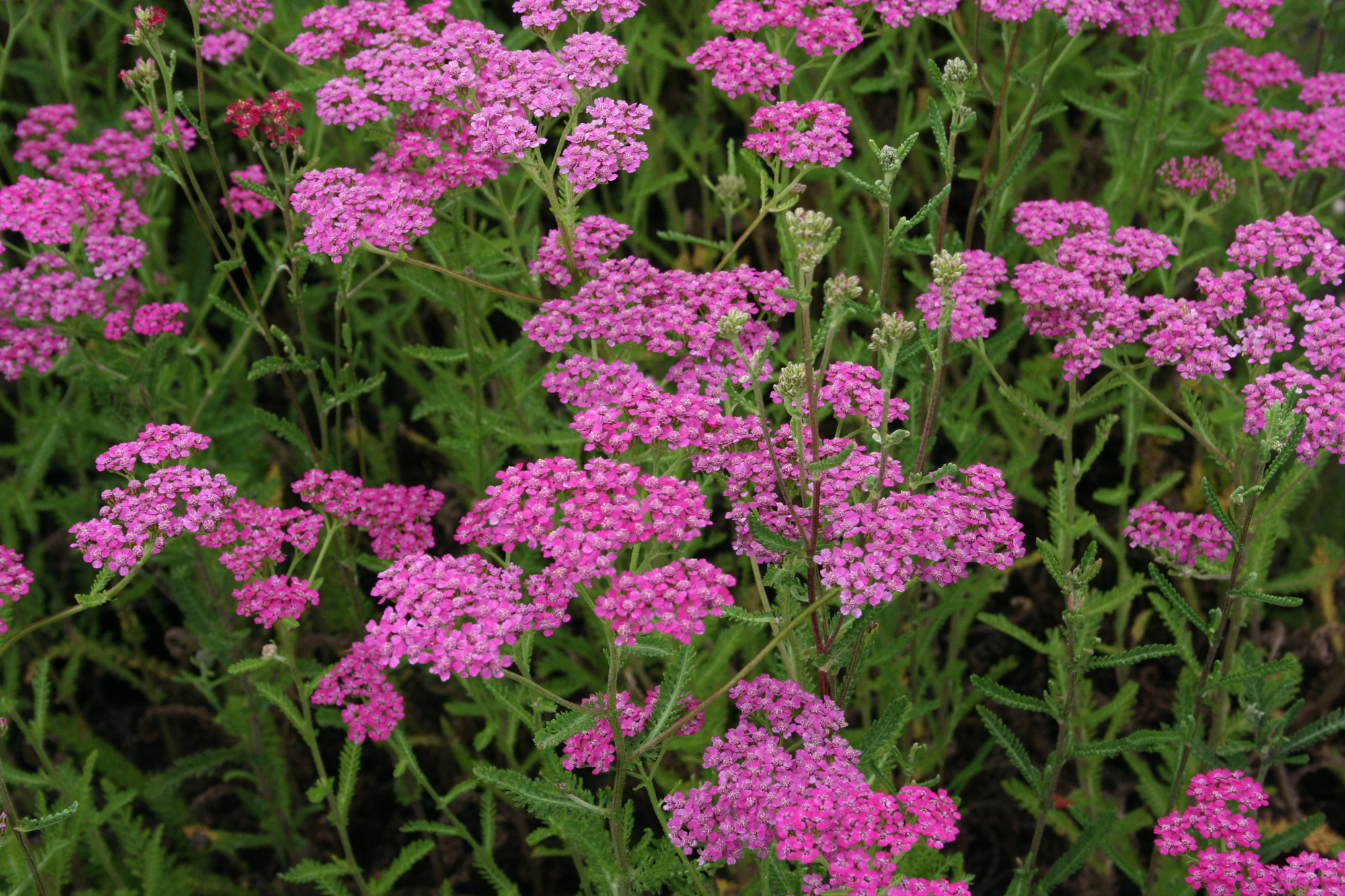 Achillea_millefolium_Dark_Lilac_Beauty Achillea millefolium 'Dark Lilac Beauty' (Közönséges cickafark)
