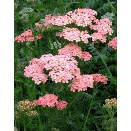 Achillea millefolium 'Lachsschönheit' (Közönséges cickafark)