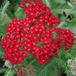 Achillea millefolium 'Red Velvet' (Közönséges cickafark)