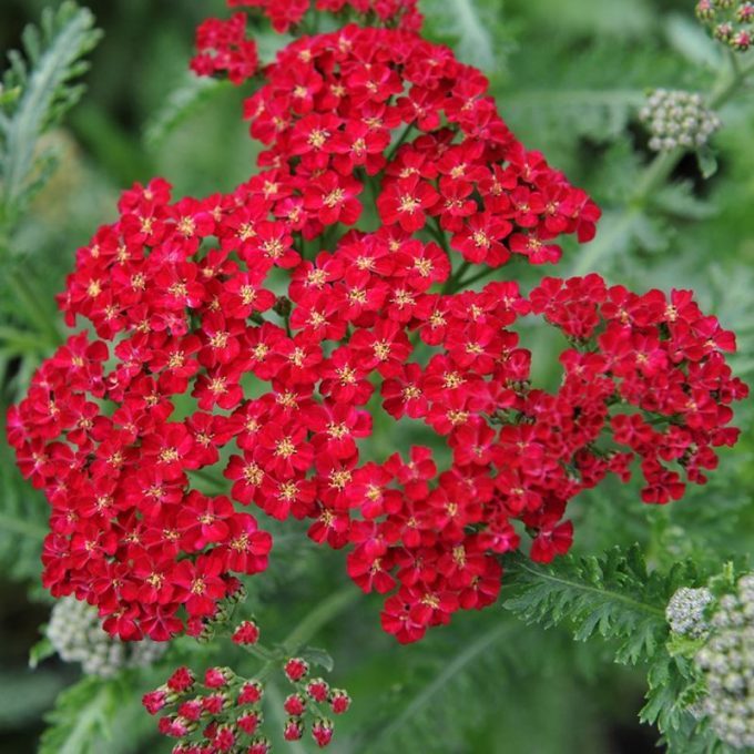 Achillea_millefolium_Red_Velvet_Kozonseges_cickafark_-_11x11-es_cserepben Achillea millefolium 'Red Velvet' (Közönséges cickafark)