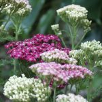 Achillea millefolium 'Saucy Seduction' (Közönséges cickafark)