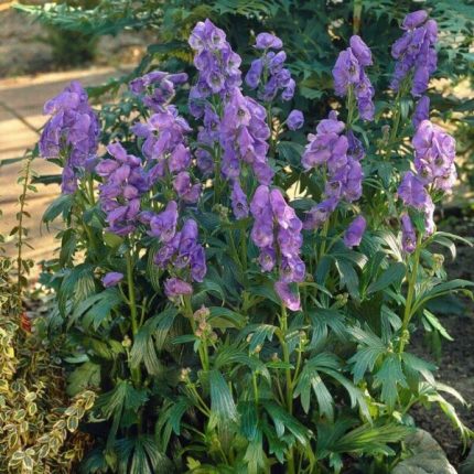 Aconitum carmichaelii 'Arendsii' (Őszi sisakvirág)