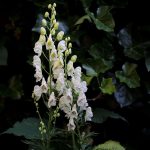 Aconitum napellus 'Album' (Alpesi sisakvirág)