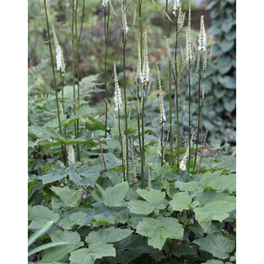 Actaea_Cimicifuga_japonica_Cheju-Do_Japan_poloskavesz_-_15_centis_cserepben Actaea (Cimicifuga) japonica 'Cheju-Do' (Japán poloskavész)