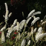Actaea (Cimicifuga) matsumurae 'White Pearl' (Kamcsatkai poloskavész)