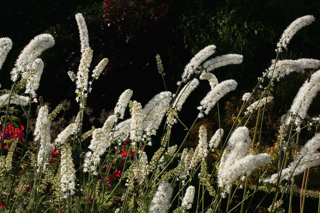 Actaea (Cimicifuga) matsumurae 'White Pearl' (Kamcsatkai poloskavész)