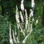 Actaea (Cimicifuga) racemosa (Fürtös poloskavész)