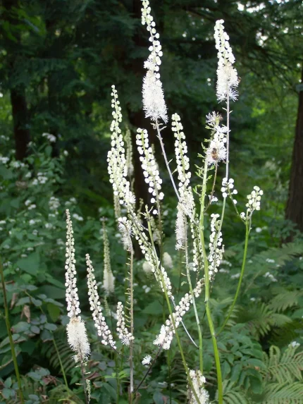 Actaea (Cimicifuga) racemosa (Fürtös poloskavész)