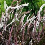 Actaea (Cimicifuga) simplex 'Brunette' (Füzéres poloskavész) /mahagóni lomb/