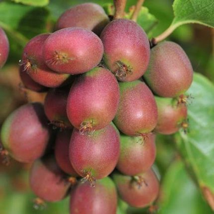 Actinidia arguta Ananasaya termős mini kivi