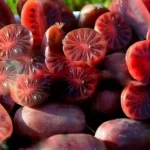 Actinidia arguta 'Ken's Red'