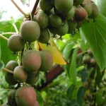 Actinidia arguta 'Lucy'