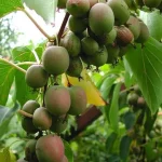 Actinidia arguta 'Weiki'