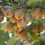 Actinidia deliciosa termő és porzó pár kivi